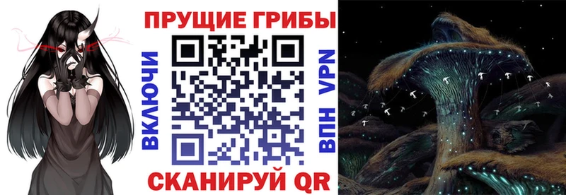 Галлюциногенные грибы Psilocybe  Короча 